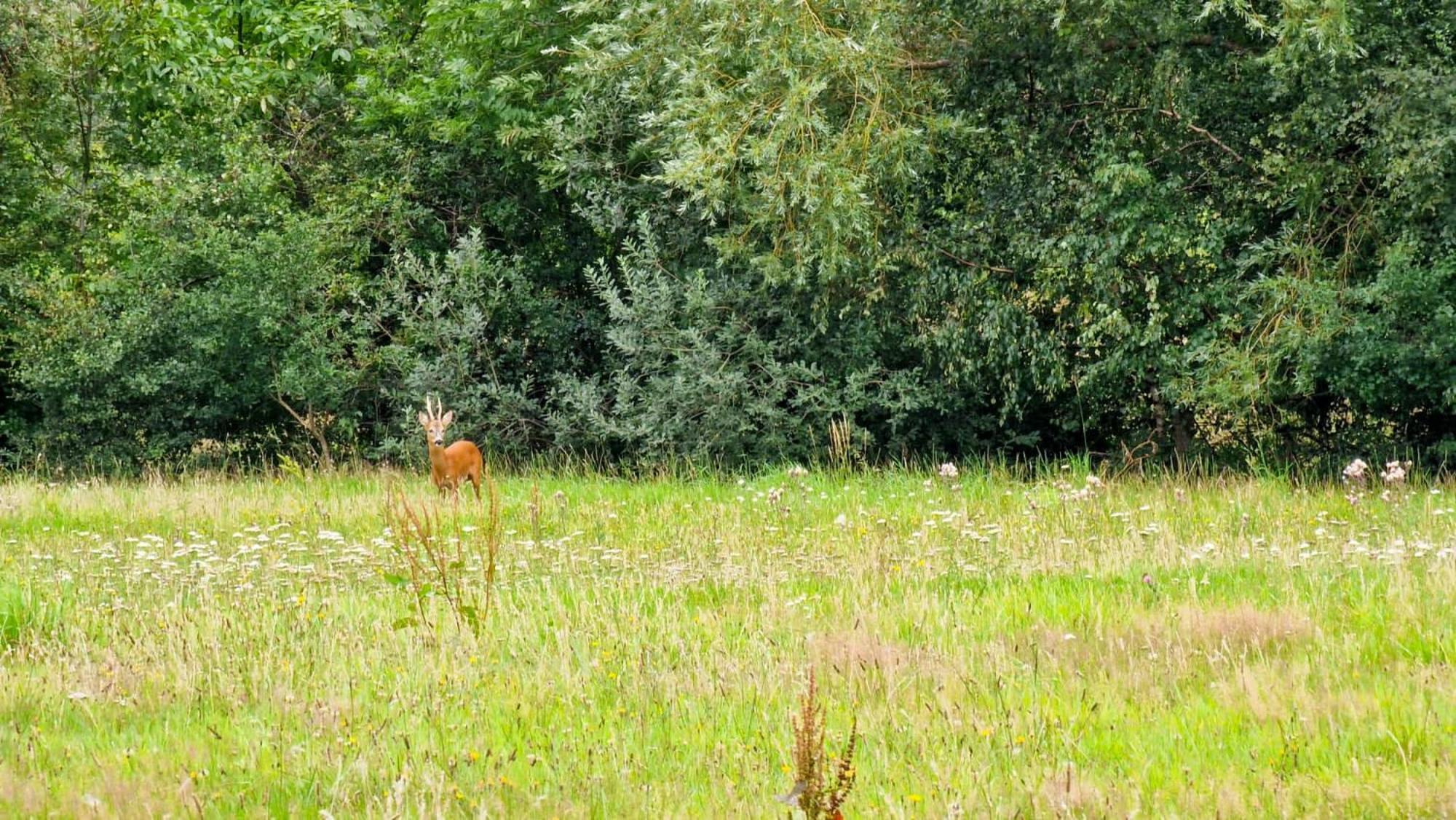 Klein Windhoek Auf Ruegen Ummanz Esterno foto